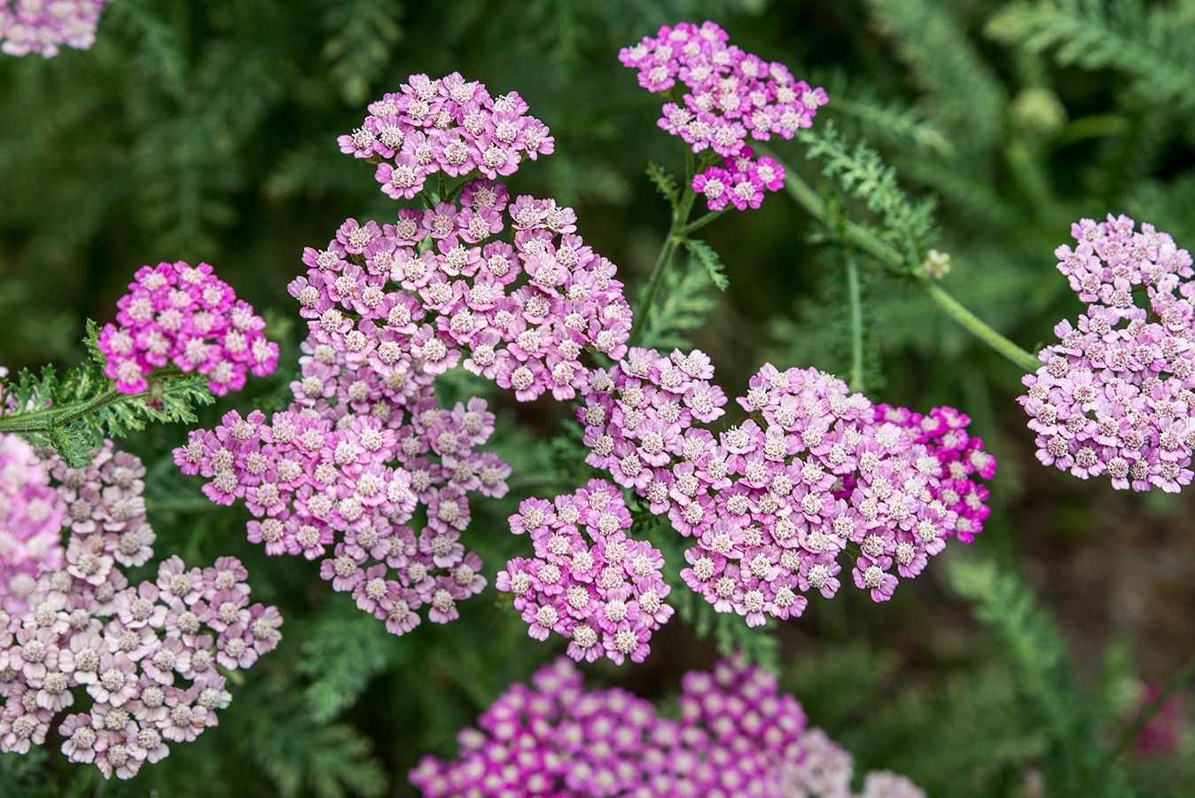 Гидролат Тысячелистника (Achillea millefolium) - фото 2